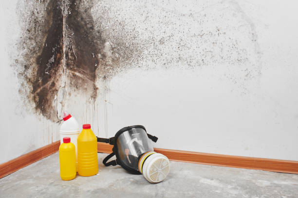 Best Attic Mold Remediation in Milledgeville, GA