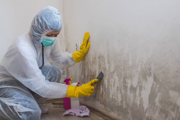 Best Basement Mold Remediation in Milledgeville, GA