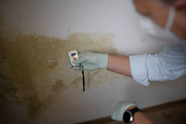 Best Black Mold Remediation in Milledgeville, GA