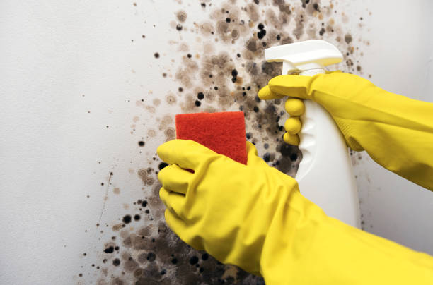 Best Industrial Mold Remediation in Milledgeville, GA