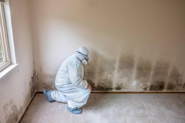 Best Commercial Mold Remediation in Milledgeville, GA
