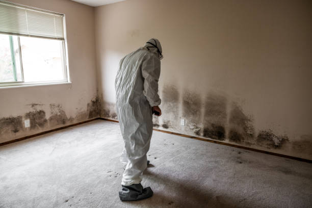 Best DIY Mold Remediation Support Services in Milledgeville, GA