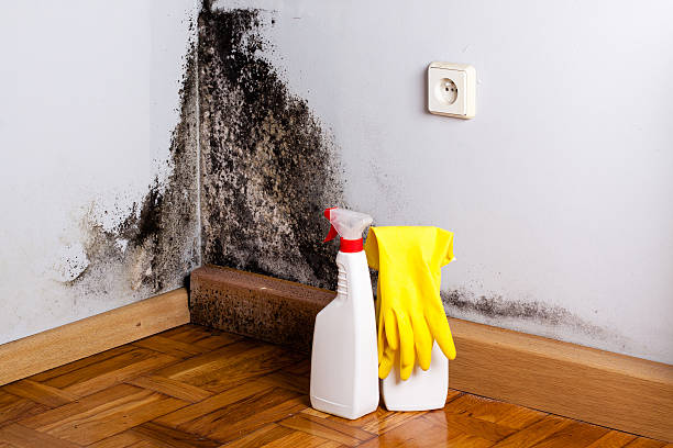 Best Post-Flood Mold Remediation in Milledgeville, GA