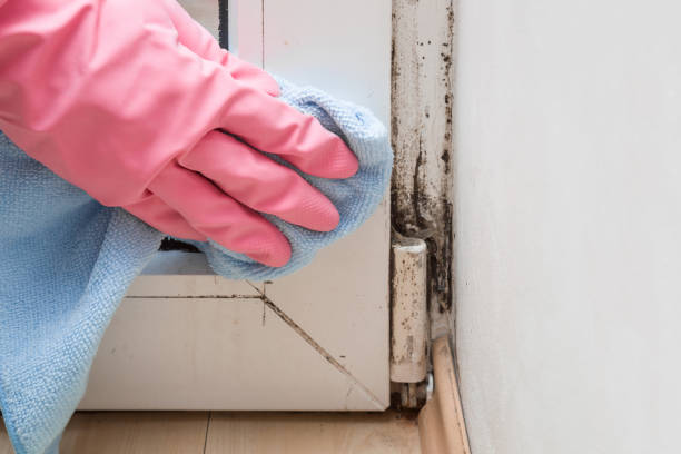 Best Kitchen Mold Remediation in Milledgeville, GA